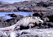 Marine iguana