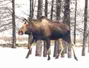 Moose