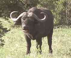 Buffaloa.jpg (6668 bytes)