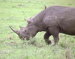 Rhino2a.jpg (5331 bytes)