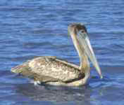 Pelican