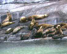 Sealions