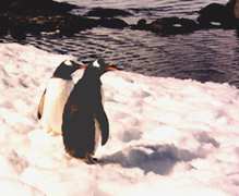 Gentoo Penguins