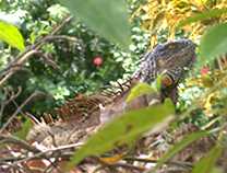 Iguana