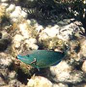 Parrot fish