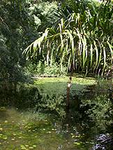 junglea.jpg (14678 bytes)