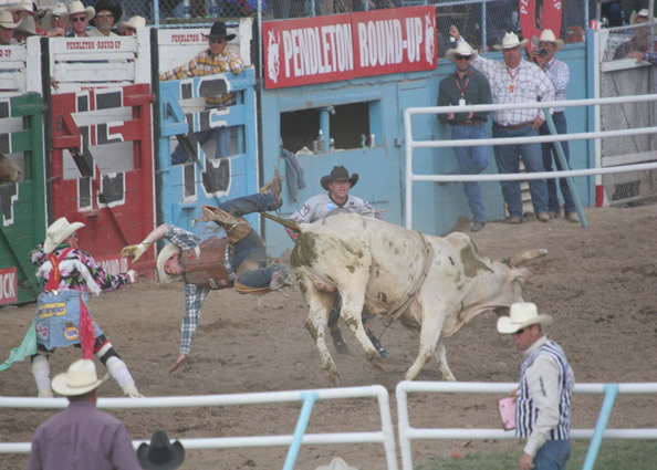 raising bulls for bull riding raising bulls for bull riding