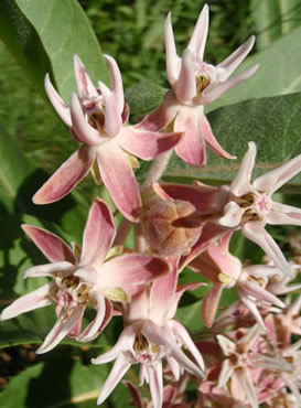 Milkweed