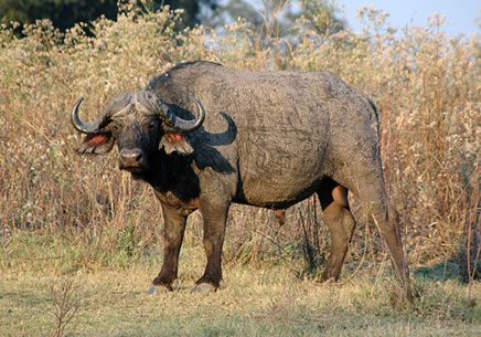 Cape buffalo