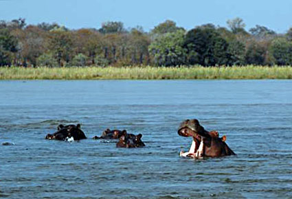 Hippos