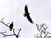 Eagles on Eagle Island
