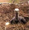 Baby eagles in nest
