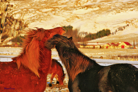 Icelandic horses