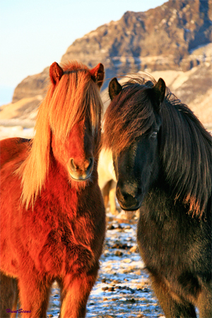 Icelandic horses