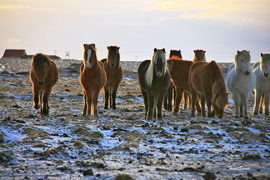 Iceland horses