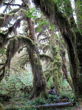 Hoh Rain Forest