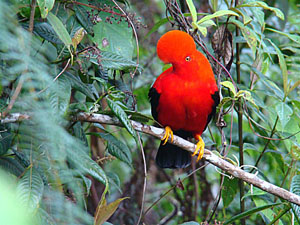 Andean cock of the walk