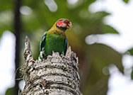Rose-faced parrot