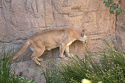 Arizona_Mountain_Lion