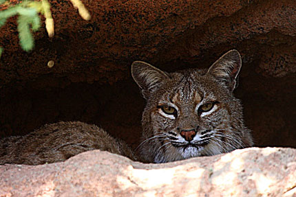 Bobcat