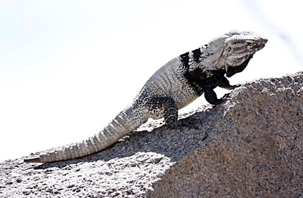 Iguana