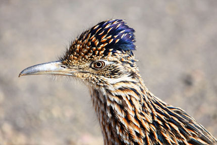 Roadrunner