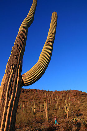 Saguaro National Park