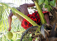 Climbing coconut pals