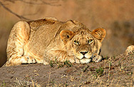 Lion, Tanzania