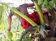 Climbing coconut palm tree