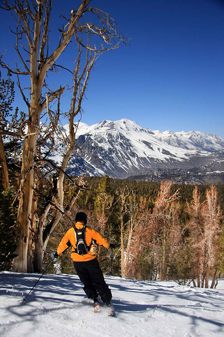 Ski carver in the woods