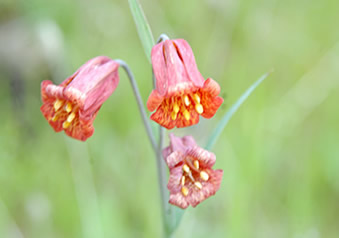 Gentner's fritillaria