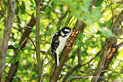 Oregon woodpecker