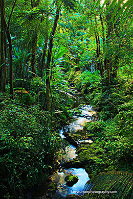 Scenic old road north of Hilo