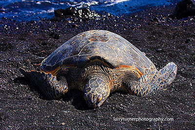 Snoozing turtle