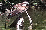 Osprey fishing