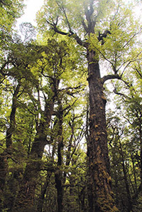New Zealand beech forest trails