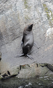 New Zealand fur seal