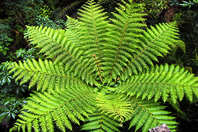New Zealand giant fern