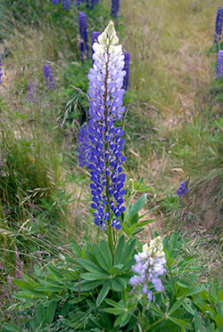 New Zealand lupines