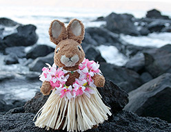 Rocky beach on Kauai