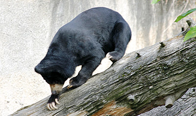 Oregon Zoo Malayan sun bear