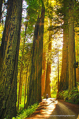 CA coast redwoods