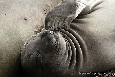 CA - smiling seal