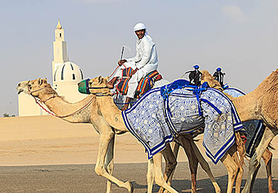 camels-going-to-race-training