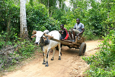 Zanzibar local transportation
