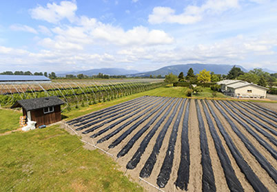 Hopcott Farm, Vancouver