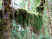 Olympic National Park Hall of Mosses Trail