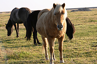 Iceland horses