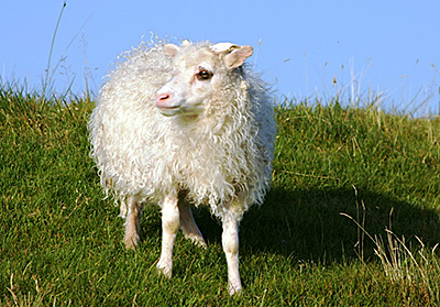Iceland sheep